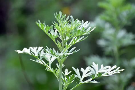 艾草風水|房間燒艾草可以避邪/淨化？一文了解燒艾草功效、用法及禁忌事。